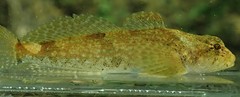 Cottus tallapoosae