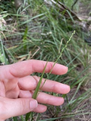 Setaria chapmanii
