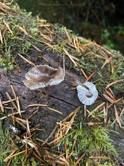 Mycena silvae-nigrae