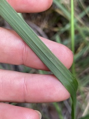 Setaria chapmanii