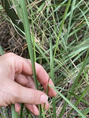 Setaria chapmanii