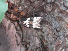 Phlogophora albovittata