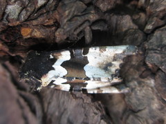 Phlogophora albovittata