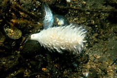Veretillidae