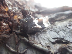 Phlogophora albovittata