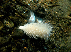 Veretillidae