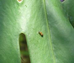 Opisthopsis