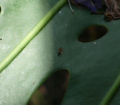 Opisthopsis