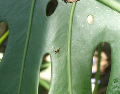 Opisthopsis