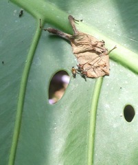 Opisthopsis