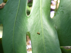 Opisthopsis