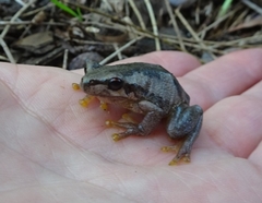 Litoria quiritatus