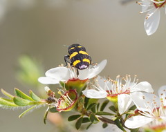 Castiarina rectifasciata