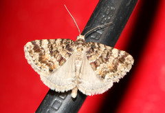 Dichromodes mesozona