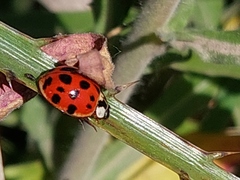 Harmonia axyridis