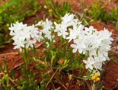 Macgregoria racemigera