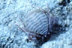Pseudogarypus
