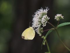 Eupatorium chinense