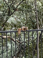 Sciurus niger