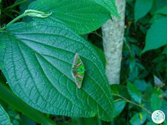 Lepidoptera