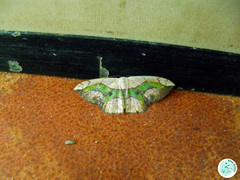Lepidoptera