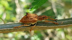 Platyomus nodipennis