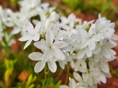 Macgregoria racemigera