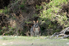 Notamacropus eugenii