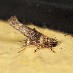 Agnippe biscolorella