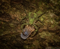 Stephanopis carcinoides