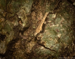 Limnaecia leptomeris