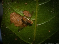 Bactrocera brunnea