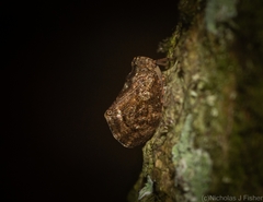 Cotylana angustifrons