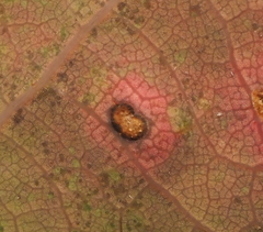 Neuroterus quercusverrucarum