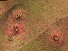 Neuroterus quercusverrucarum