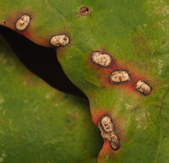Neuroterus quercusverrucarum