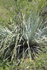 Dasylirion berlandieri