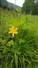 Hemerocallis middendorffii