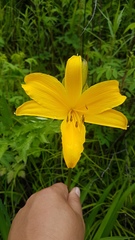 Hemerocallis middendorffii