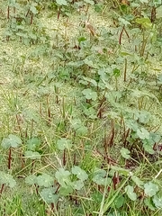 Hydrocotyle ranunculoides