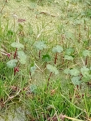Hydrocotyle ranunculoides