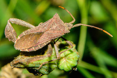 Leptoglossus concaviusculus