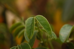 Senna stipulacea anglorum