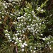 Eastern Juniper - Photo (c) Dane Larsen, some rights reserved (CC BY-NC)