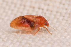Neophyllura arbuti
