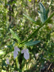 Teucrium bicolor