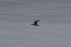 Calidris alpina pacifica