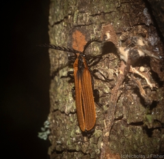 Metriorrhynchus variipennis