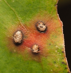 Neuroterus quercusverrucarum