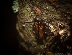 Metriorrhynchus variipennis